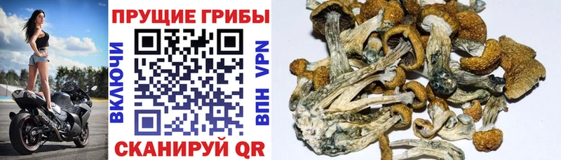 Галлюциногенные грибы мицелий  Волжск 